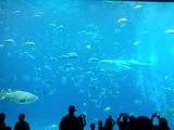 Trip to Georgia Aquarium (best birthday gift ever) Click to play videos Th_20120525_162933