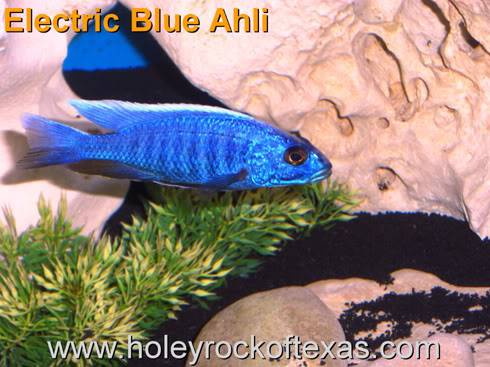 Electric Blue Ahli problem. AhliO