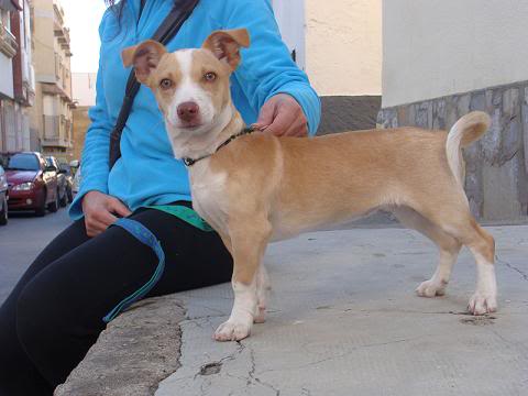 ADOPTADA!! CLARITA, perrita 4 meses necesita acogida o adopcion urgente!! ALMERIA Clarita4