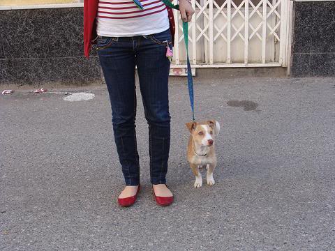 ADOPTADA!! CLARITA, perrita 4 meses necesita acogida o adopcion urgente!! ALMERIA Clarita5