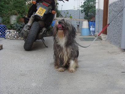 ADOPTADO-MILU, otro perrito de tamaño pequeño atado a una ventana, Almeria DSC05285