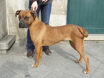 Petra, X Boxer, 1 ano, em risco de ABATE 2010_03170022