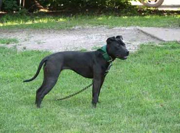 American Pit Bull Terrier (APBT) Cinco-370x275