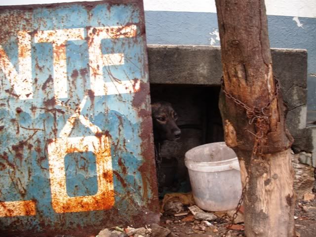 Cão em Meirinhas a precisar de FAT ou FAD (Pombal - Leiria) - URGENTE Co-1