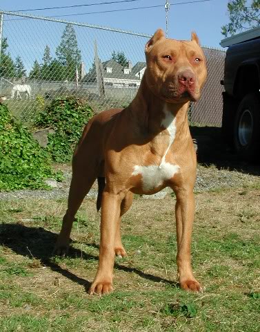 American Pit Bull Terrier (APBT) Bravo090505u