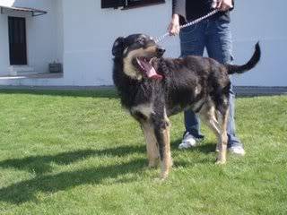 Rufus, Rafeiro, Macho, 3 anos, Canil/Gatil Municipal do Seixal Rufus_3_anos