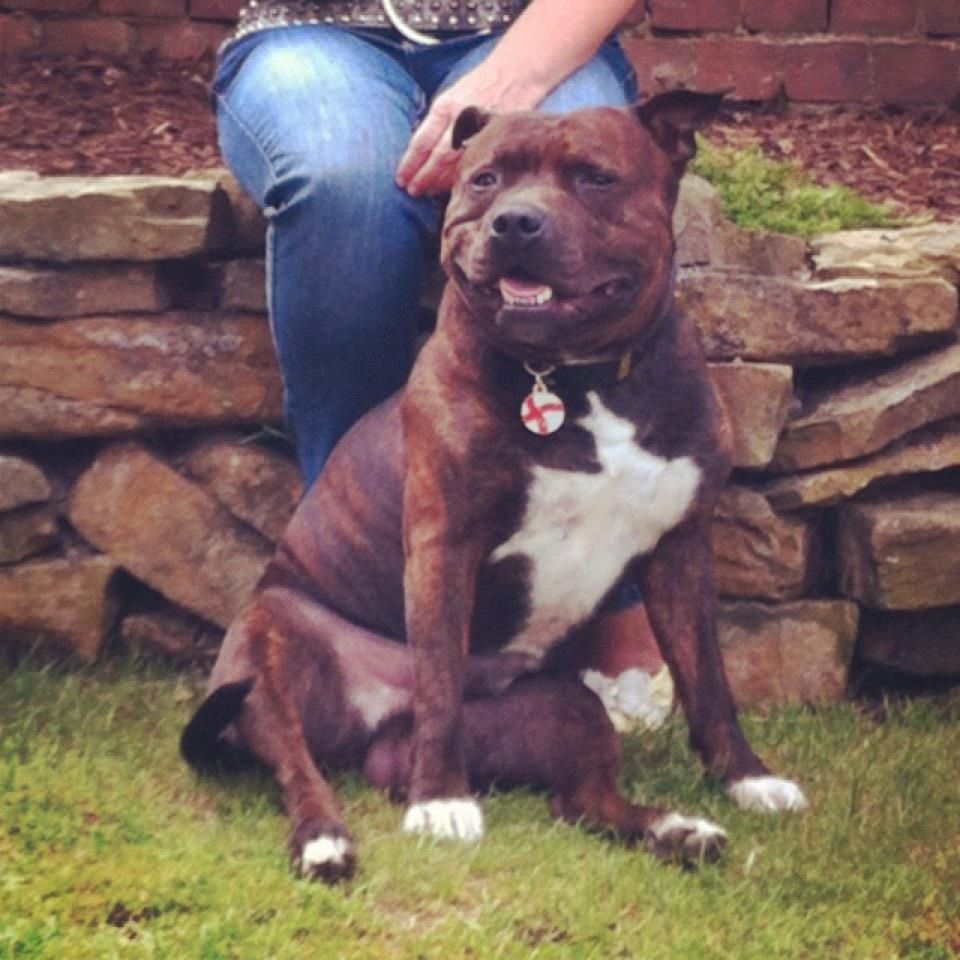 my 3 year old staffy seth  Vzdffdfkj_zps9a1728e9