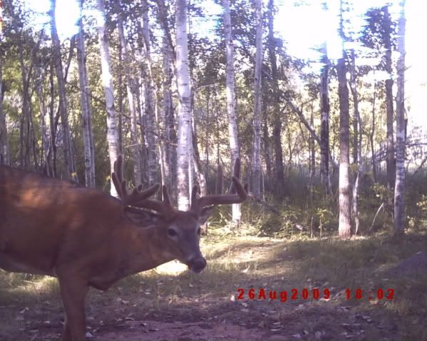 A Few Minnesota Bucks. SecretSpot085