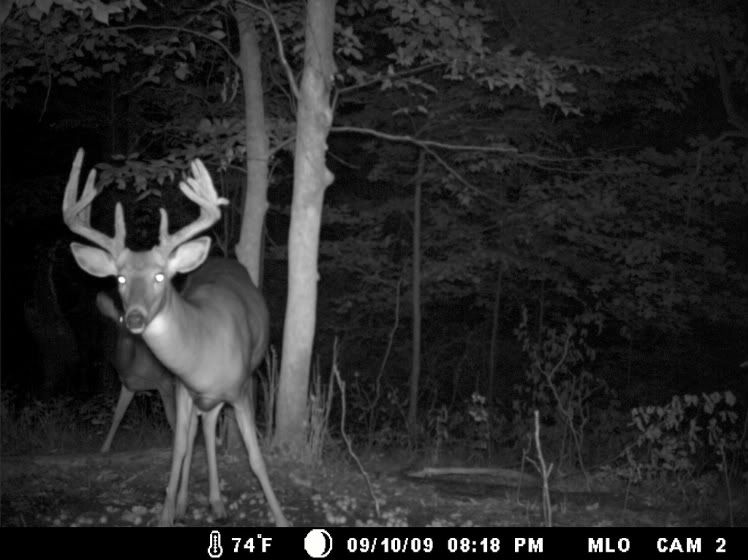 A Few Minnesota Bucks. GameCam0922596