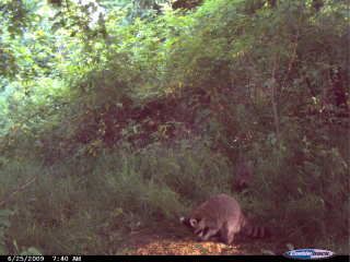 some more trail cam pics 010