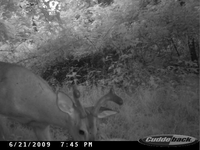 some of my trail cam pics 018