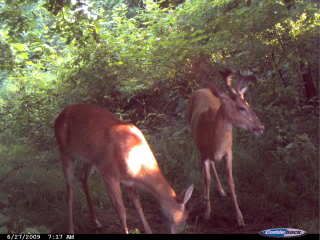 some more trail cam pics 032