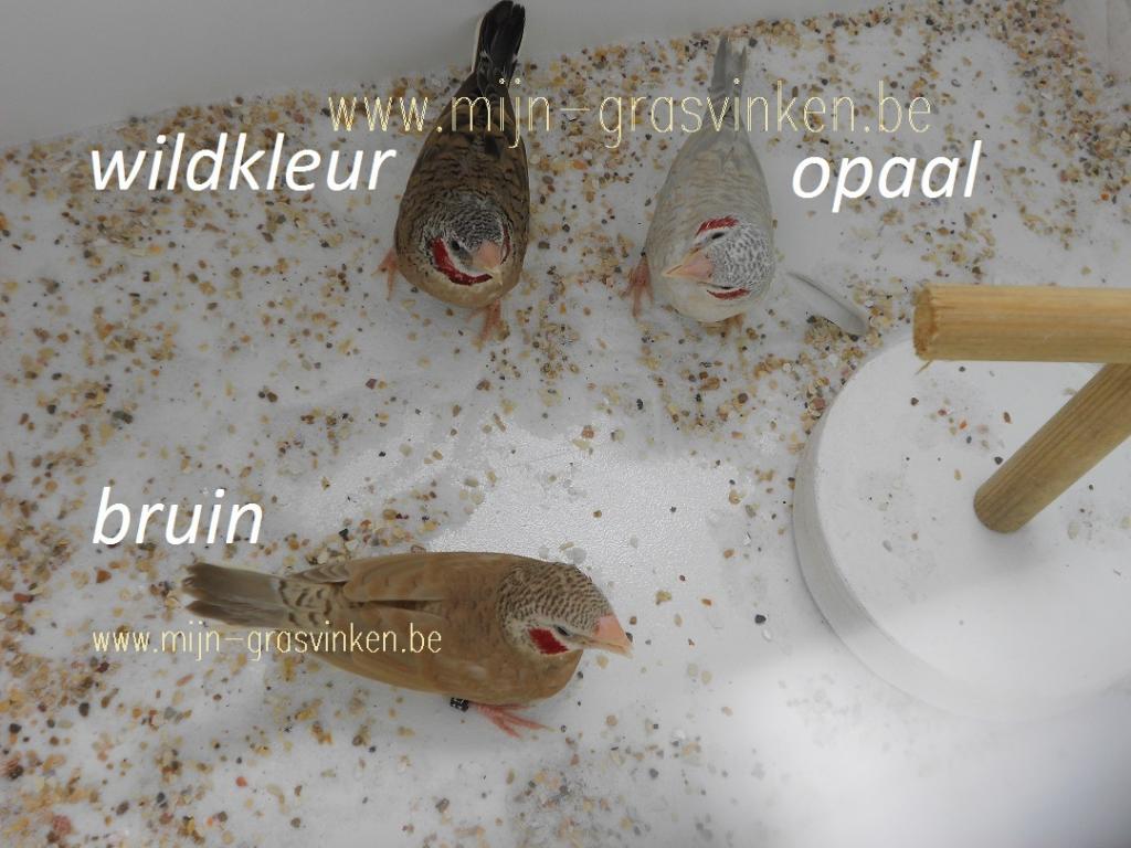 bandvink bruin , opaal , wildkleur  Vogelstim