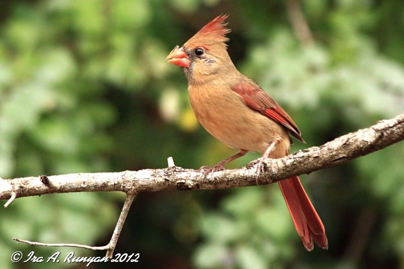 صور طيور ملونة Cardinal_15615