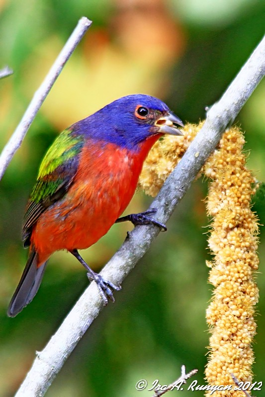 صور طيور ملونة PaintedBunting_15694