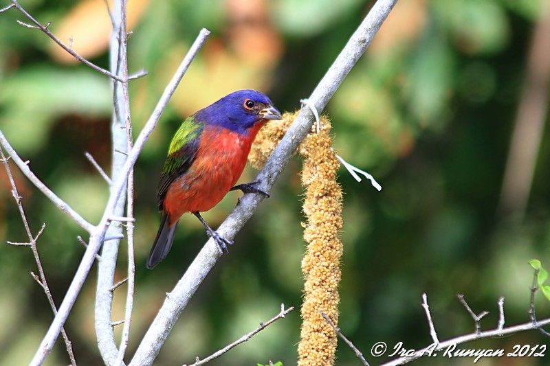 صور طيور ملونة PaintedBunting_15697