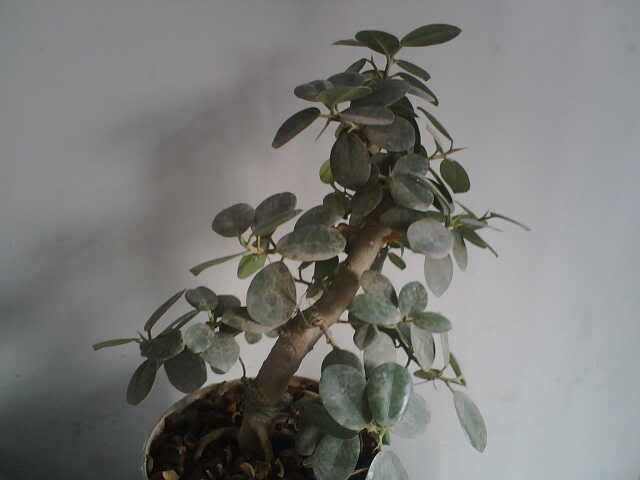 ficus . new project IMG00096