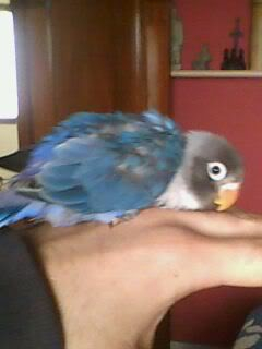 hola a tod@s,por fin os presento a cuco!!!!! - Pgina 2 IMG0002A