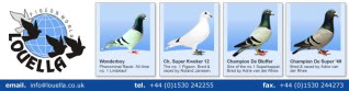 Racing Pigeons, Show & Fancy Pigeons Head