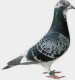 Latest Pigeon News