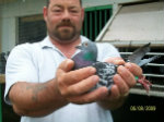 Racing Pigeons, Show & Fancy Pigeons - Portal Pigeonrene