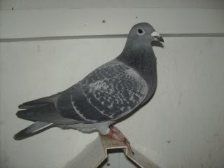 Racing Pigeons, Show & Fancy Pigeons - Portal Queenyh2