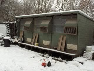 Snow Pictures of loft and birds... Snowpictures2013007