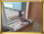Found fancy pigeon (believed to be reverse wing pouter) Winnerofwin