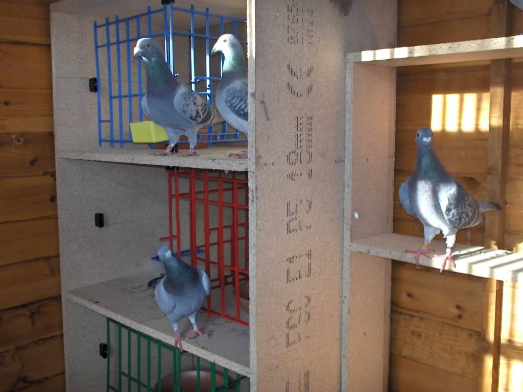 pics of my birds... Ybs023