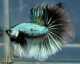 Les presento a mis Bettas Crown Tails . - Página 2 HM-Green-Black-Dragon-BF