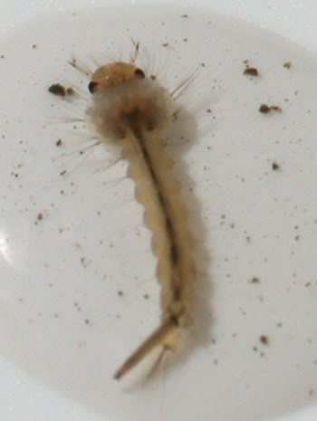 Foto-trivia. - Página 2 Mosquito_larva3