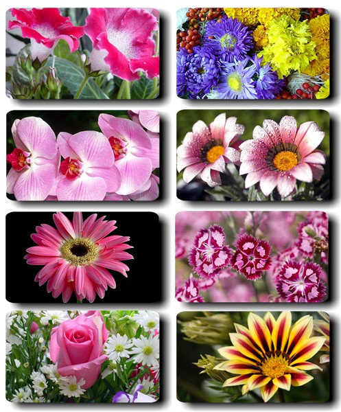  Beautiful flowers Wallpaper  292 jpeg F6470fe21db9a8912fd98ce2224a86a5