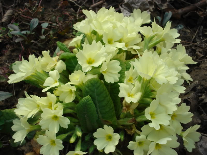 JAGLAC ( Primula officinalis L. ) DSC02316