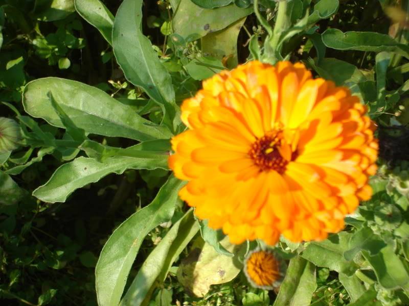 NEVEN ( Calendula officinalis ) DSC01538