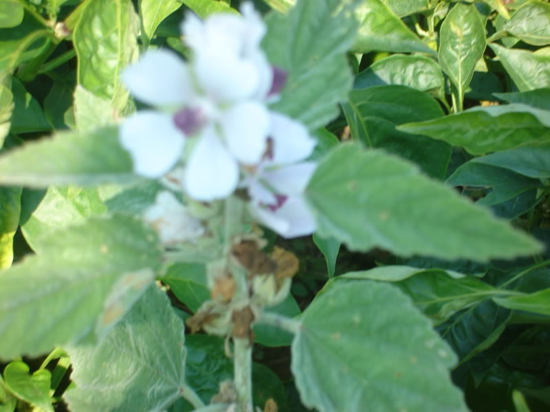 SLJEZ BJELI (Althaea officinalis) DSC01540-1