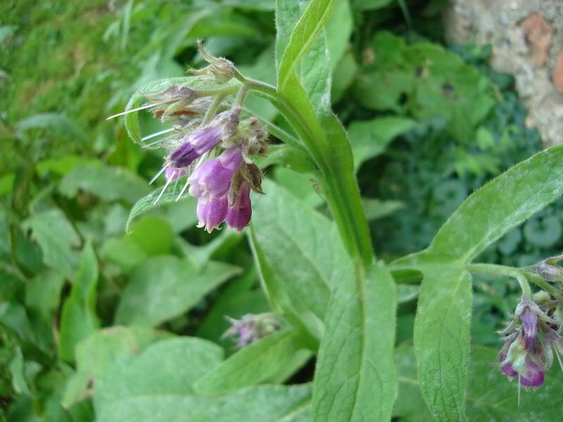 GAVEZ (Symphytum officinale) Gasvezucvatu