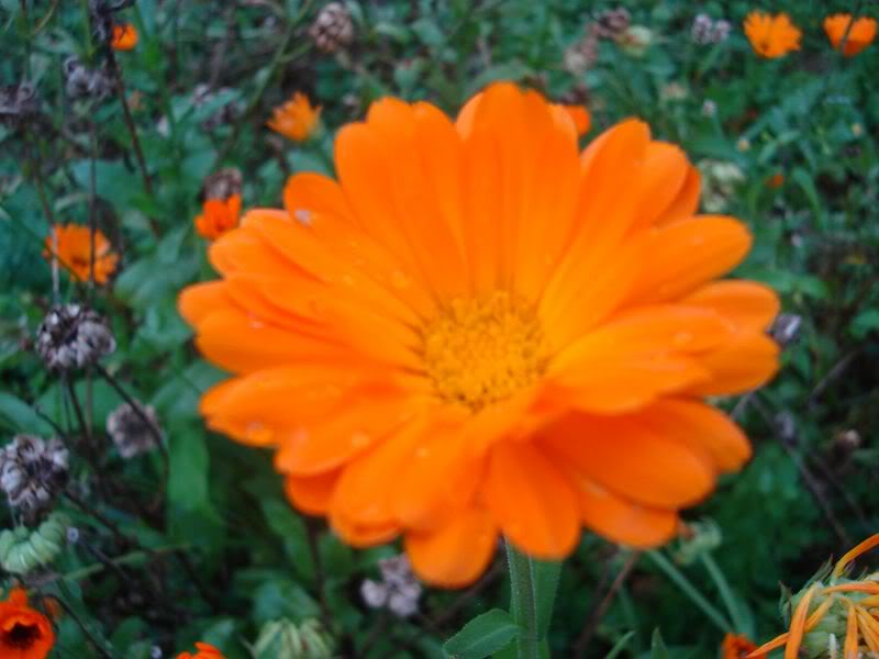 NEVEN (Calendula officinalis) NevenuJesen