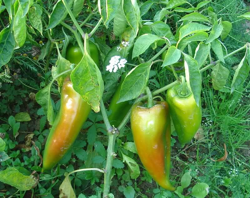 PAPRIKA ( Capsicum annuum) DSC01643