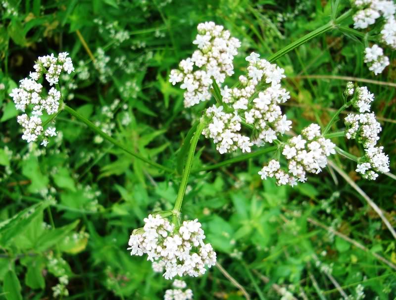 ODOLJEN (Valeriana officinalis) DSC02920