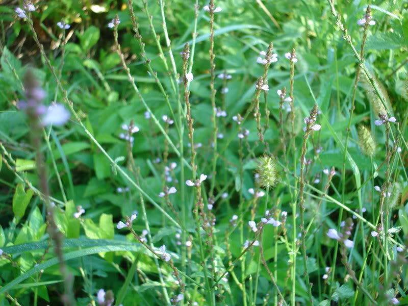 VERBENA (Verbena officinalis)  DSC03693