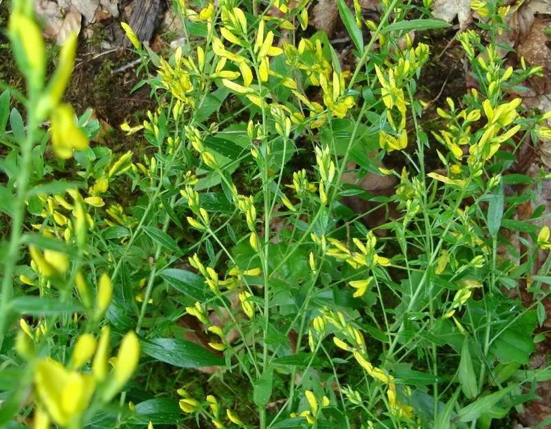 UTILOVKA  ( Genistra tinctoria ) CopyofDSC05405