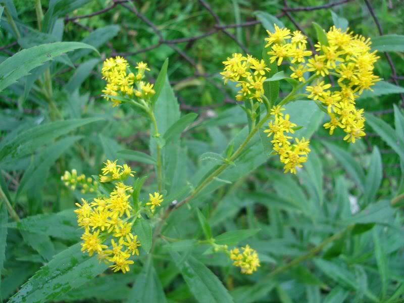 ZLATNICA VELIKA (Solidago virga-aurea L.) Velikazlatnica