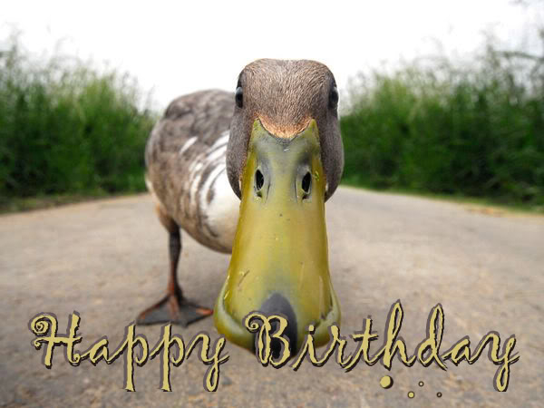 Rodjenancic sebi sam cestitala, a de sada i vi...  Funny-duck_happy-birthday