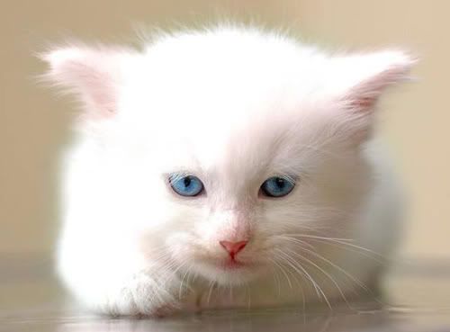 Mèo thật giống hệt mèo… đồ chơi 1280825777-meo-do-choi-7