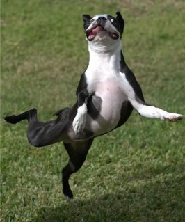 imagenes a peticion Perro-ballet