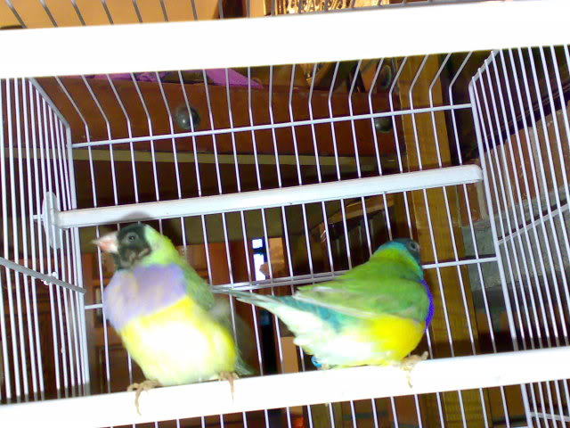 meu casal de diamante de gould Gouldes