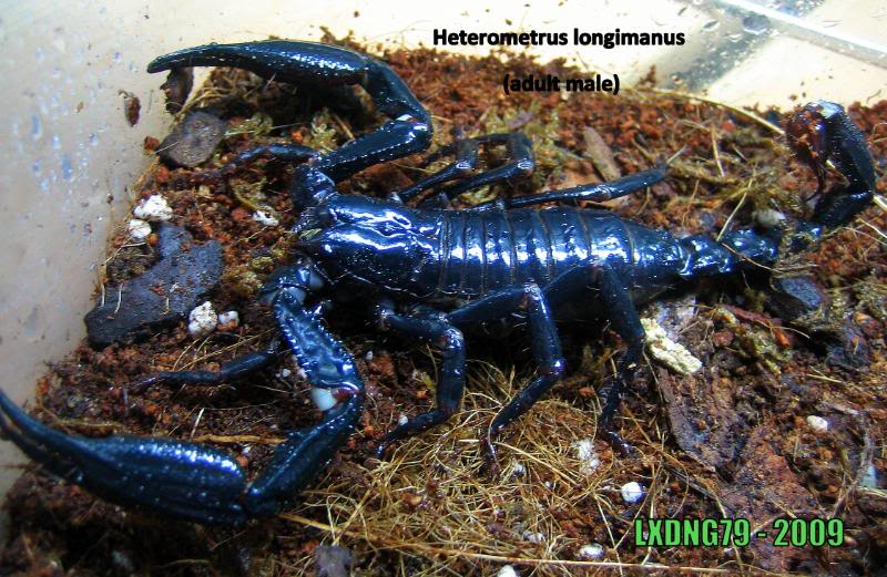 Heterometrus longimanus Longimale1