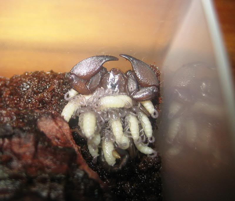 Liocheles australasiae Brooded