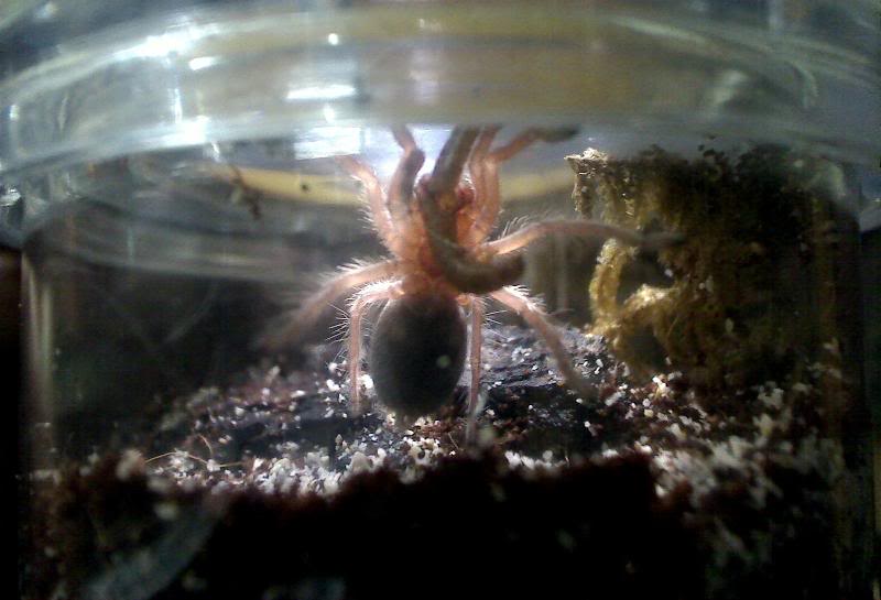 Starting my 1st Tarantula collection RosyEats3