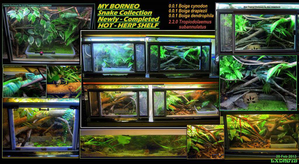My Borneo Snake Collection - Page 2 SnakeShelf_zps71499c60